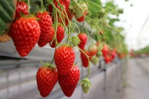 Read more about the article Strawberry Farming in Kenya