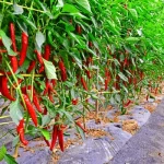 Read more about the article Best Fertilizer for Chili Farming