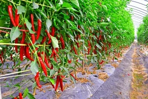 Read more about the article Best Fertilizer for Chili Farming