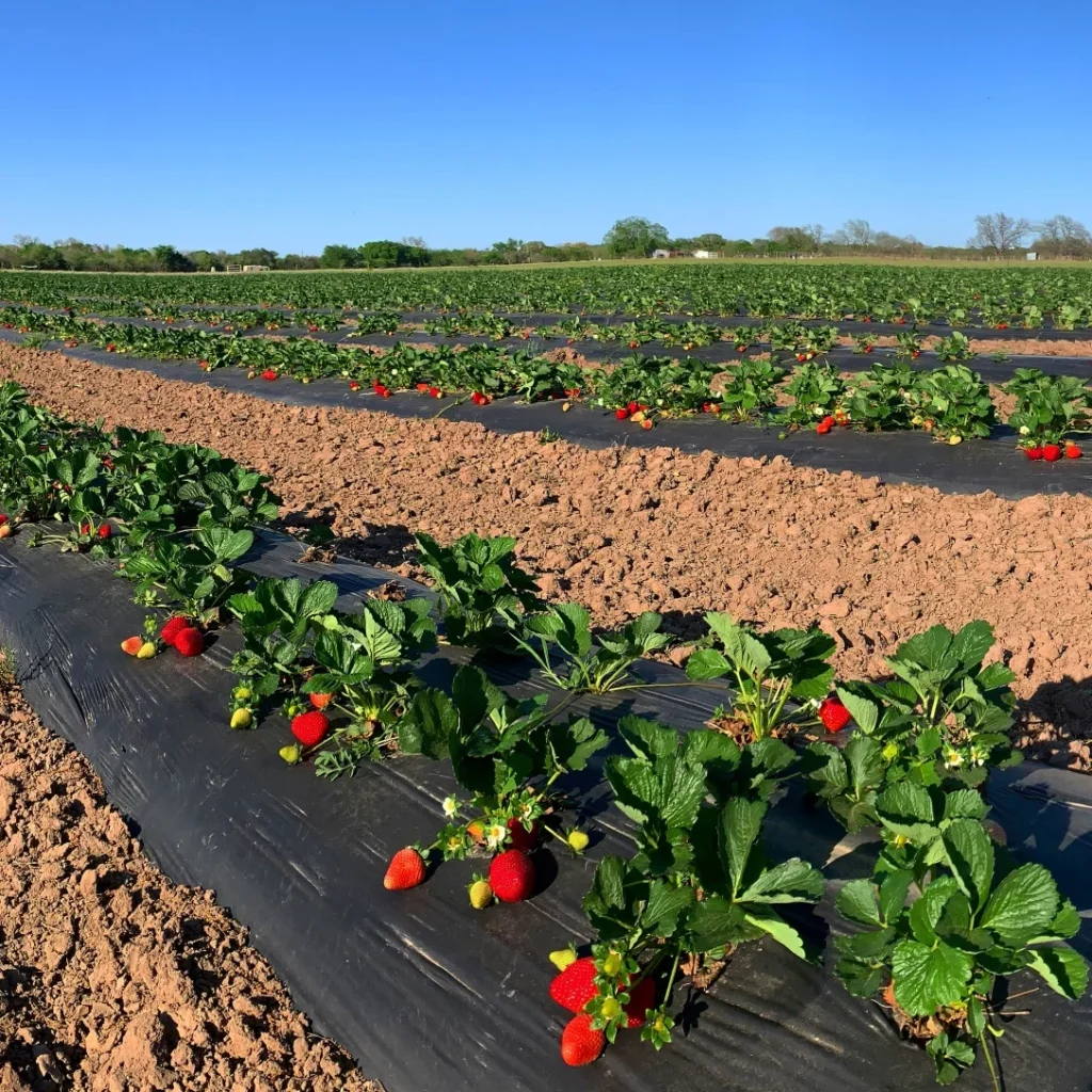 strawberry fertilizer