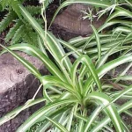 Read more about the article Best Spiderplant Fertilizer to Increase Yeilds