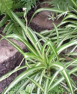 Read more about the article Best Spiderplant Fertilizer to Increase Yeilds