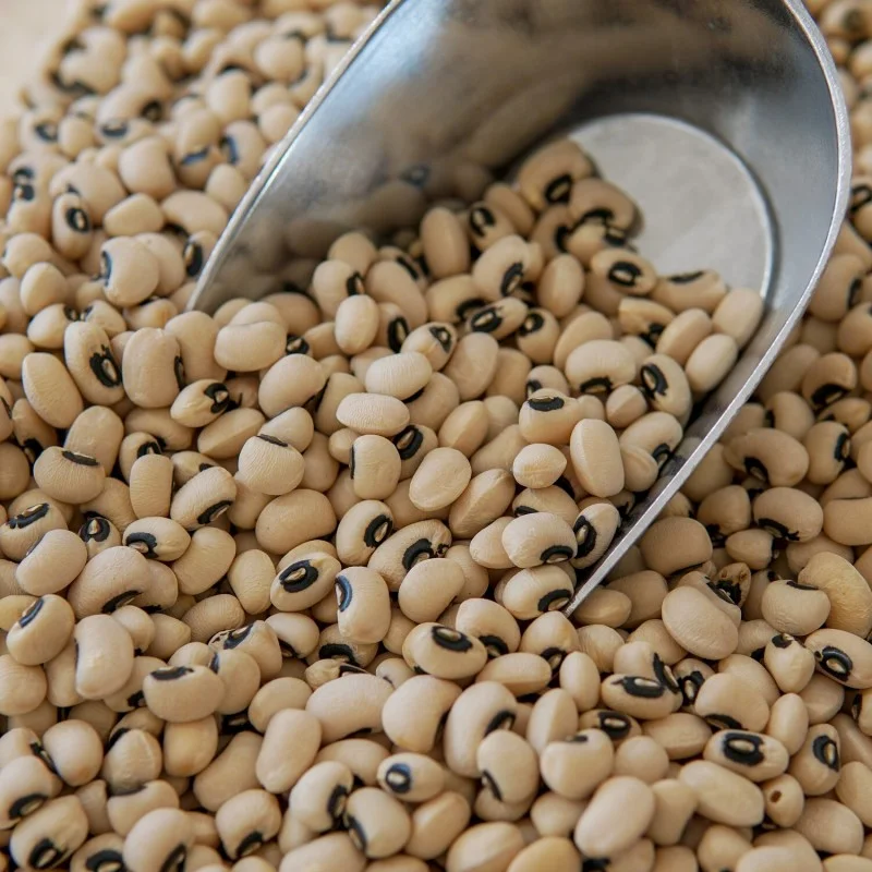 cowpea farming in kenya