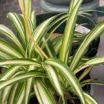 Read more about the article Spider Plant Farming Guide in Kenya