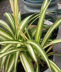 Read more about the article Spider Plant Farming Guide in Kenya