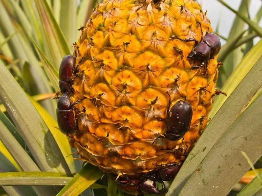 You are currently viewing 10 Common Pineapple Diseases in Kenya