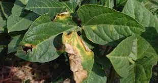 You are currently viewing 10 Common Cowpea Diseases in Kenya