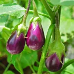 Eggplant Farming Guide for 2026