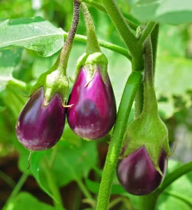 Read more about the article Eggplant Farming Guide for 2026