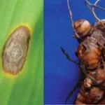 10 Diseases Affecting Turmeric