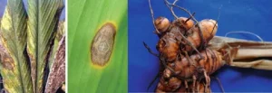 Read more about the article 10 Diseases Affecting Turmeric