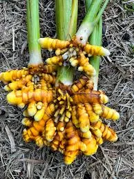 tumeric disease affecting tumeric farmers
