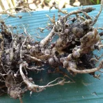 Combatting Root-Knot Nematodes the Organic Way