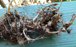 Read more about the article Combatting Root-Knot Nematodes the Organic Way